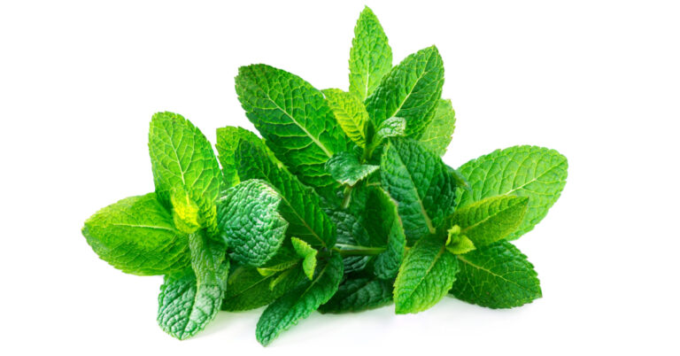 فوائد نبتة النعناع