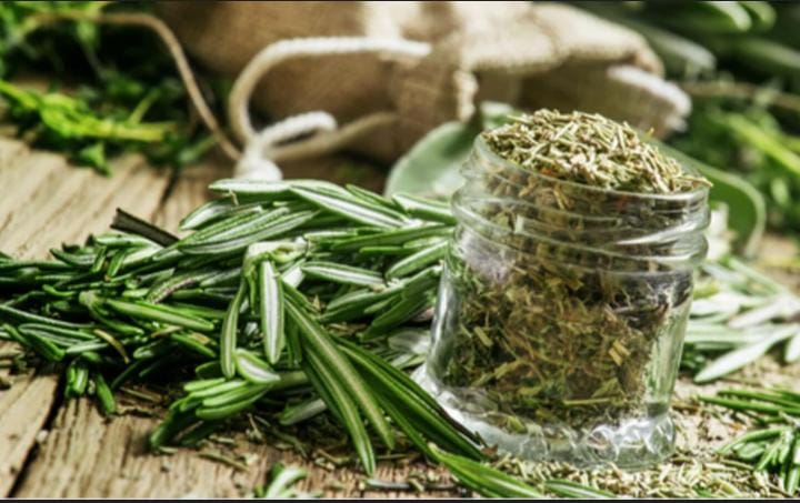 إكليل الجبل يحسن الذاكرة والتركيز؟