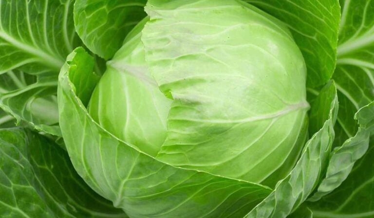 الملفوف يدعم جهاز المناعة؟