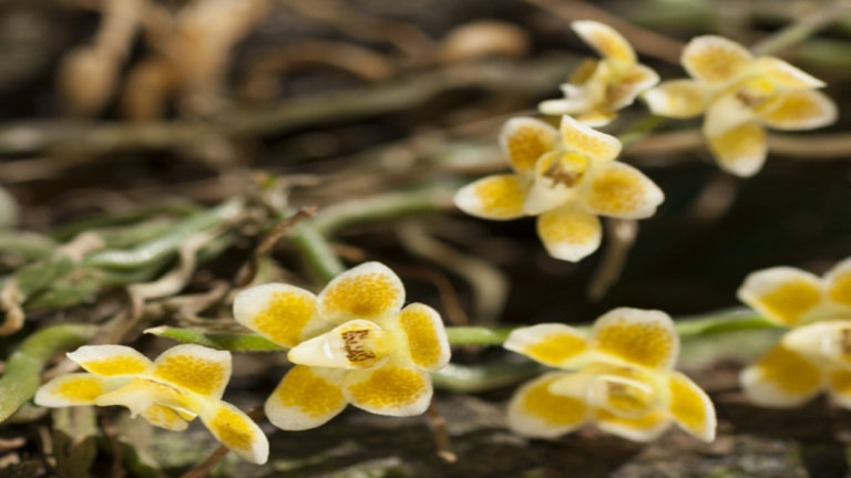 إبتكار لتسريع نمو القمح