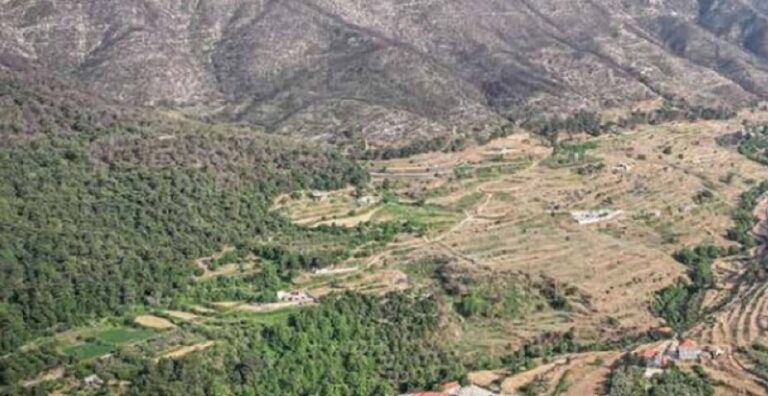 بين فؤوس الحطّابين ونيران الحرائق.. هل يتشدّد القضاء في حماية “رئة لبنان” العكارية؟