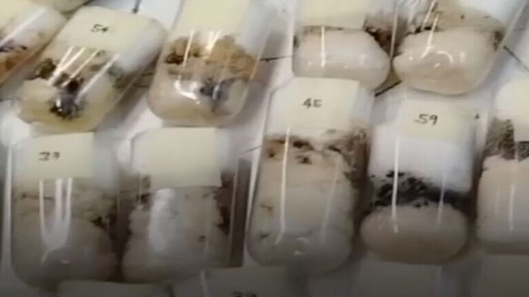 نمل حي داخل طرود بريدية في موسكو!