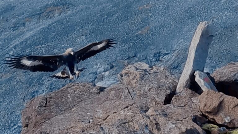 نسر يثير الرعب في النرويج