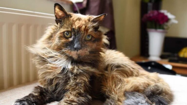 وفاة القطة “روزي” عن عمر يناهز 33 عاماً!