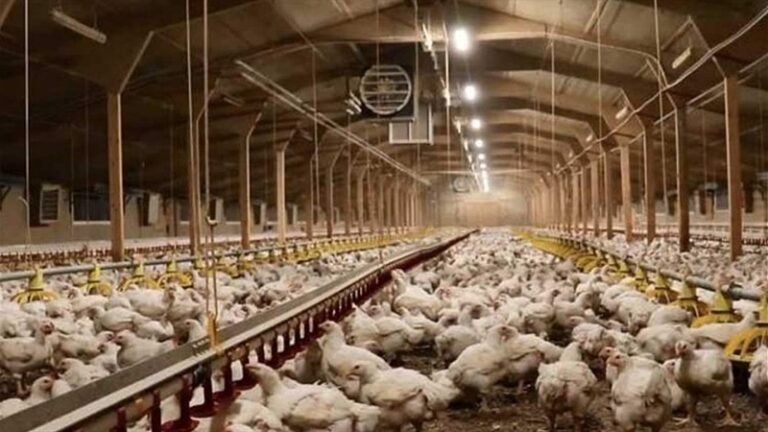 نقابة الدواجن تطمئن: القطاع يعمل بكفاءة عالية ويوفر كل إحتياجات السوق