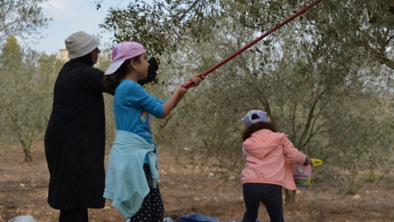 العدوان يلغي 22% من إنتاج زيت الزيتون