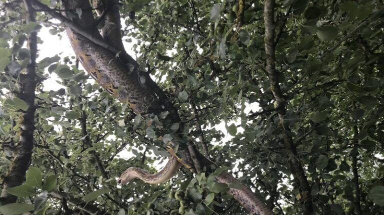 ثعبان يبتلع رجلاً! (صور)