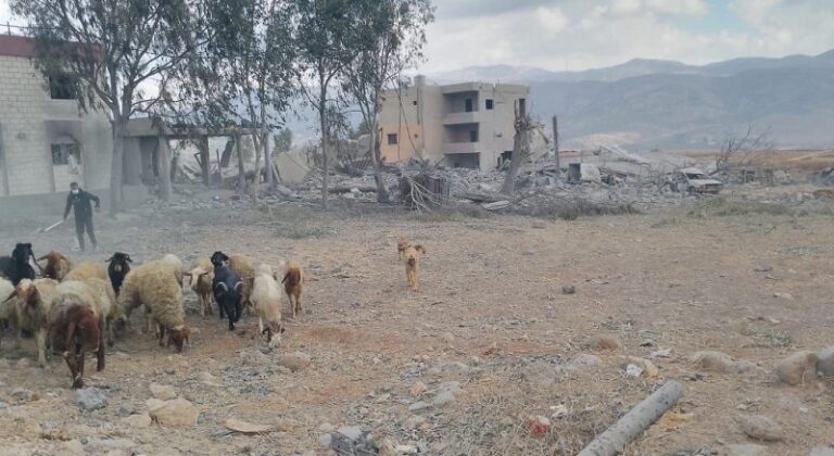 بالفيديو – نعامة تتجوّل في بلدة الخيام!