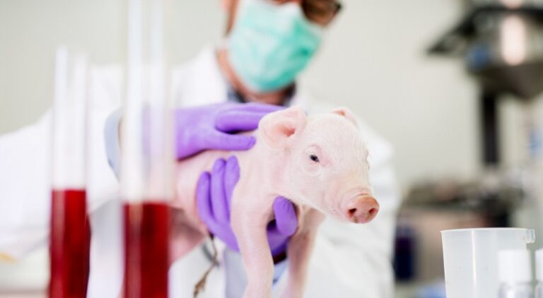 هل يمكن بيع أعضاء خنازير معدلة وراثياً للبشر؟