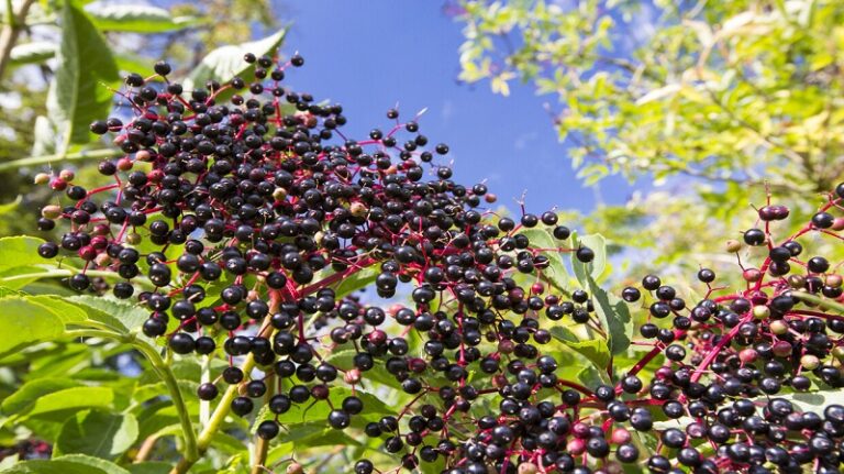 الريحان: العشبة الأرخص بفوائد خارقة ضد السرطان وضغط الدم