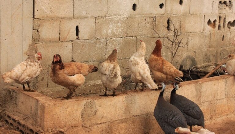 التدابير اللازمة لحماية الحيوانات خلال العاصفة