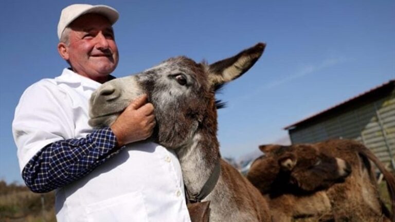 ما هي فوائد حليب الحمير؟