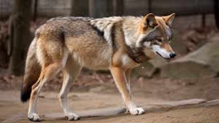 أوروبا في مواجهة الذئاب!