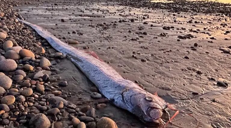 بالفيديو.. العثور على سمكة “يوم القيامة”!