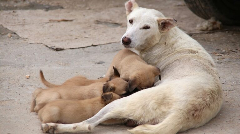 “الزراعة” تطلق آلية لتنظيم ظاهرة الكلاب الشاردة