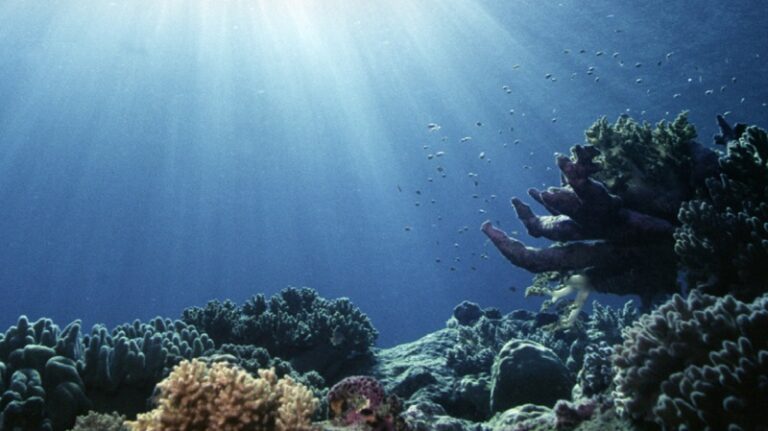 صيد وبيع أسماك القرش في طرابلس!