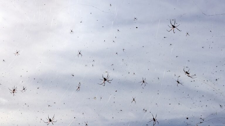 بالفيديو ـ سماء البرازيل تمطر عناكب!