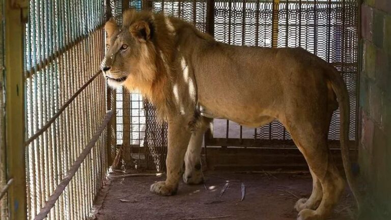 أسد يفترس حارسه!