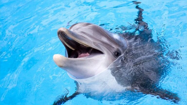 أكبر حديقة حيوانات في اليونان تنقل دلافينها إلى فلوريدا