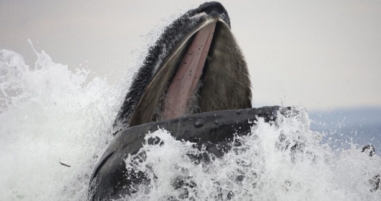 بالفيديو.. حوت يبتلع رجلاً!