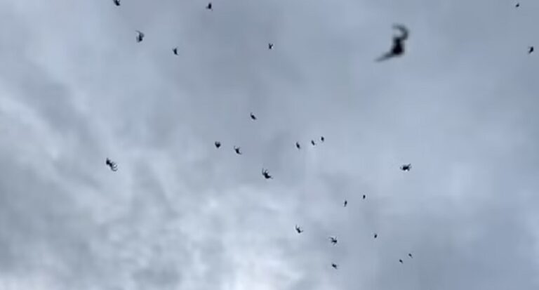 السماء “تمطر” عناكب! (فيديو)