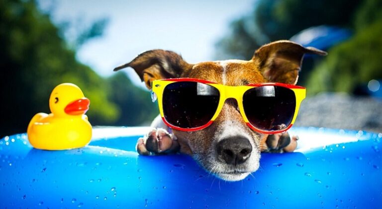 طريقة فعّالة للتواصل مع كلبك!