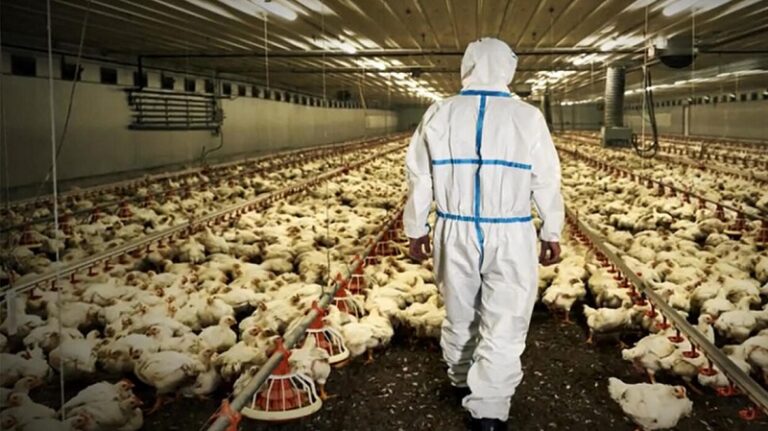 إغلاق جميع أسواق الطيور في نيويورك