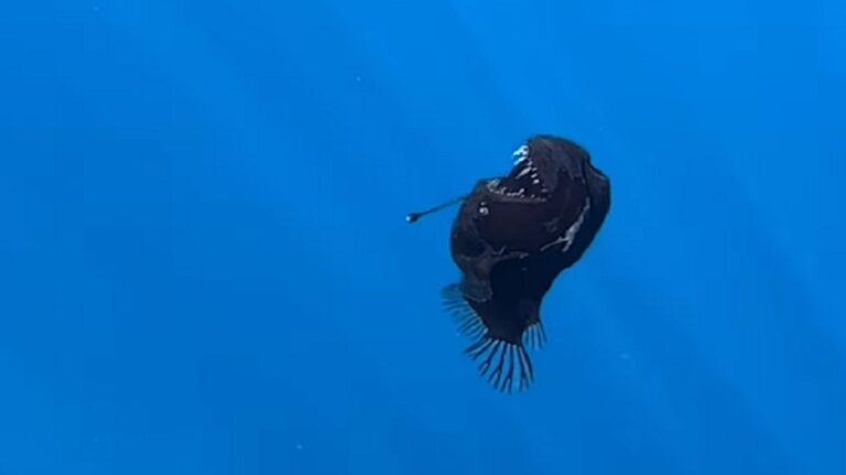 بالفيديو والصور ـ العثور على “سمكة الشيطان السوداء” في إسبانيا