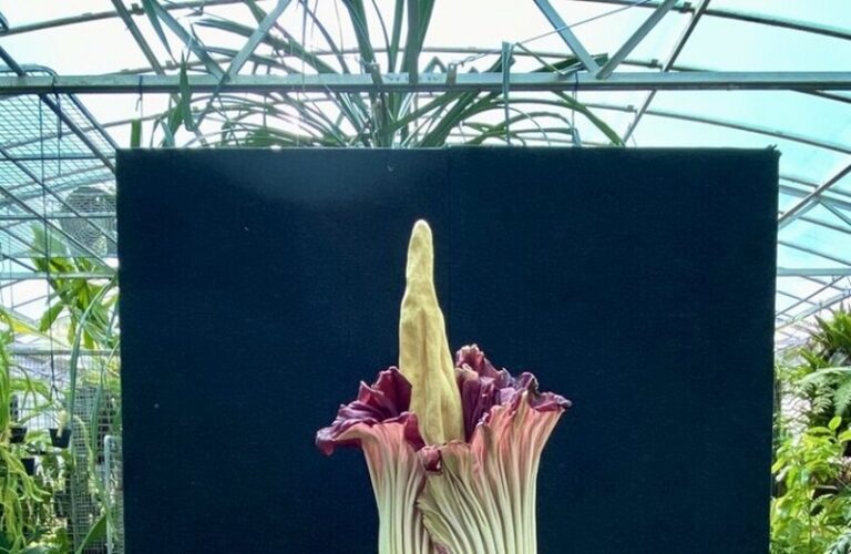 أستراليا تشهد تفتح ثالث زهرة كريهة الرائحة (فيديو)