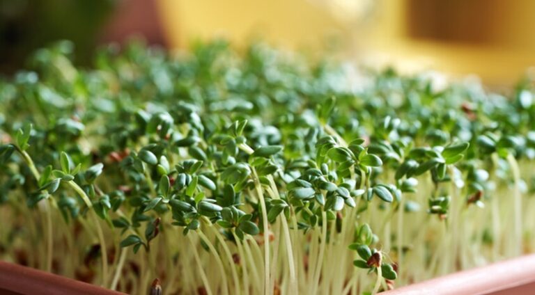 براعم البروكلي لمنع تطور السكري!