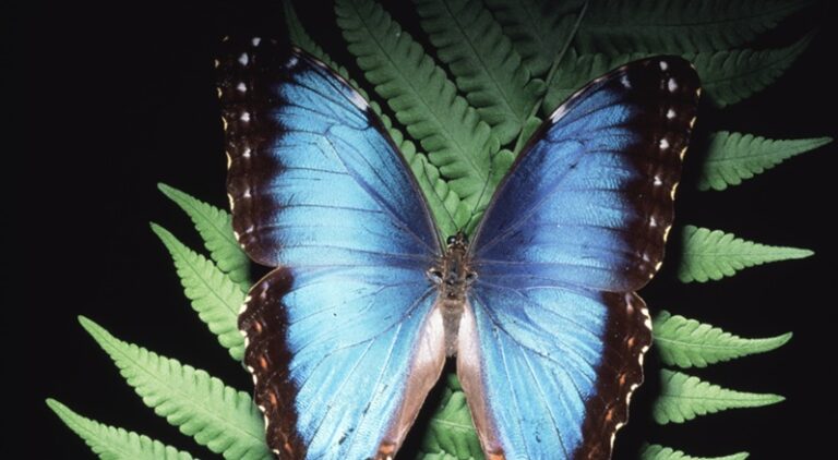 تقنية لتشخيص السرطان مستوحاة من فراشة!