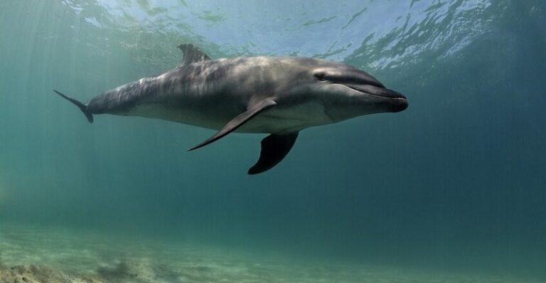 جنوح أكثر من 150 حوتاً! (صور وفيديو)