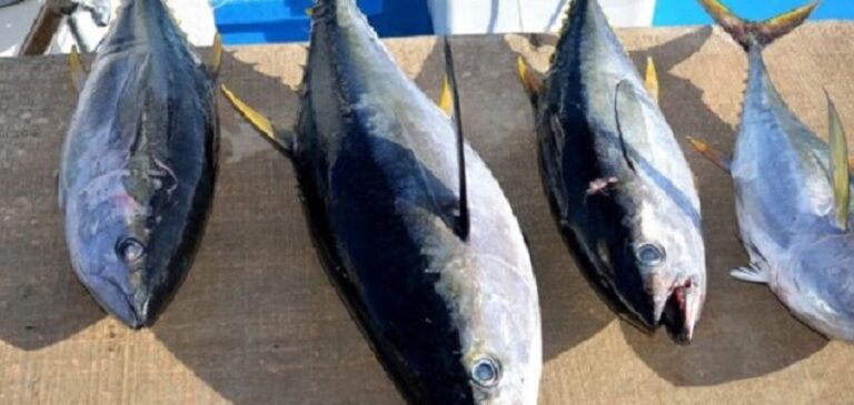 سمكة نادرة في بحر صور!