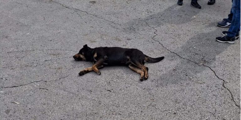 تسميم كلاب في مرفأ بيروت