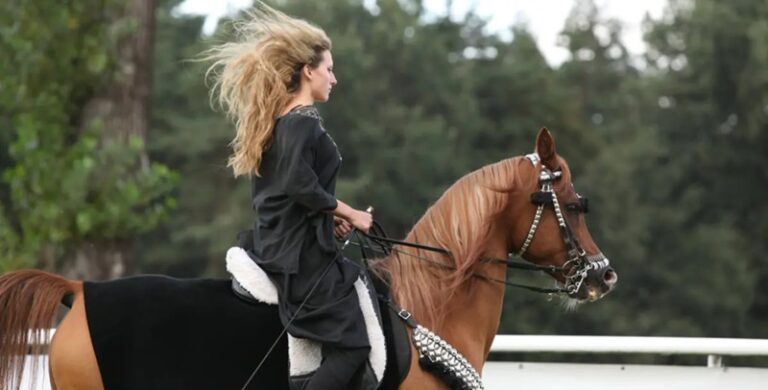 ركوب خيول على الطريق العام!