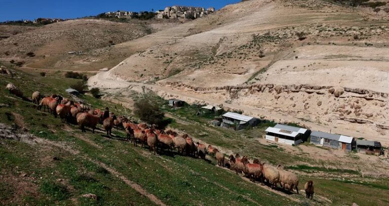 مستوطنون صهاينة يسرقون أغنام سكان “غور الأردن”