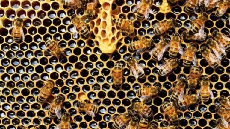 بالفيديو.. انقلاب شاحنة يتسبب بفرار 250 مليون نحلة!