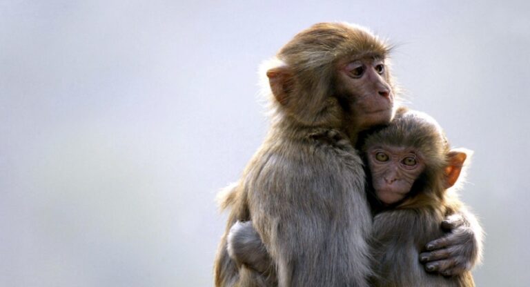 بالفيديو.. صداقة بين شاب وقرد!