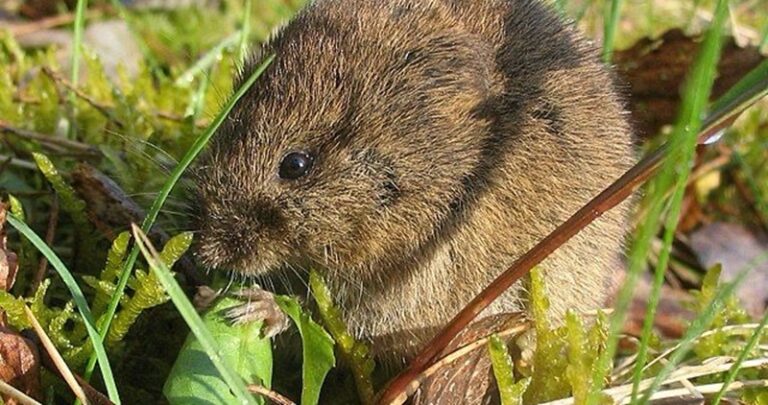 وزارة الزراعة تحذر من تكاثر فأر الحقل