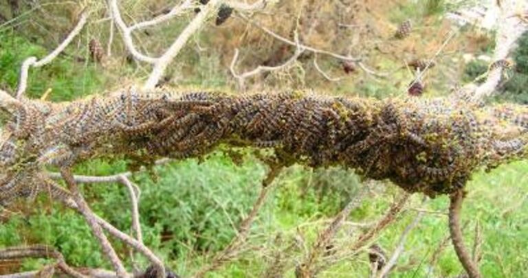 وزارة الزراعة: حشرة الصندل لا تسبب يباس أشجار الصنوبر البري