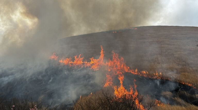 استمرار حرائق غابات اليابان لليوم الثامن على التوالي!