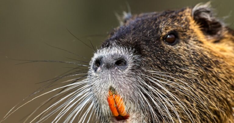 حث المواطنين على أكل قوارض شبيهة بالجرذان في أميركا!