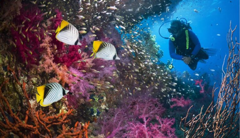 ظنها “صدفة جميلة”.. غواص ينجو بأعجوبة! (صورة)