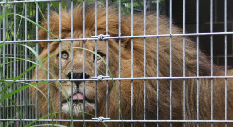 3 أسود تفترس حارسها في الجزائر!