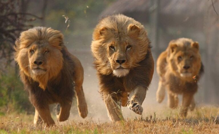 أسود تفترس مربيها بالجزائر