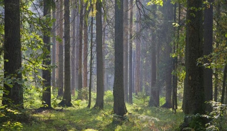 إعلان حالة الطوارئ البيئية في لبنان!
