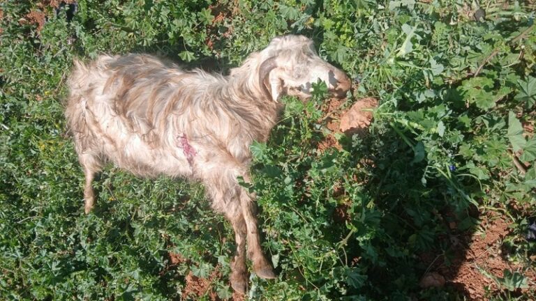 الاحتلال يقتل عدداً من رؤوس الغنم والماعز في الوزاني