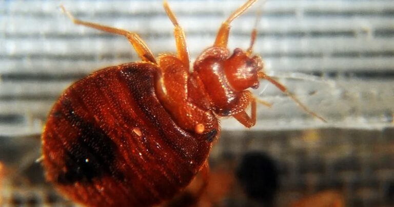 هل انتهى عصر المبيدات؟