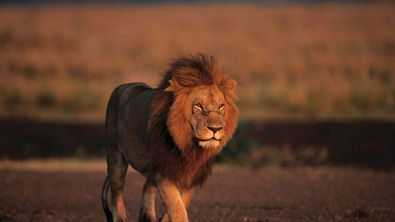 قتَلها أسد!