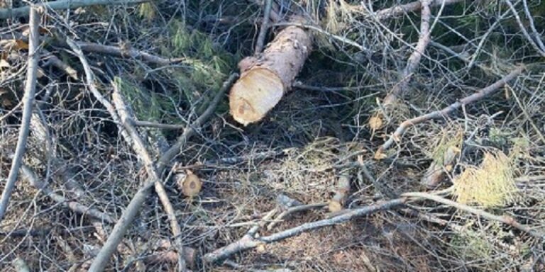 تحرّك سريع لوزارة الزراعة بعد قطع صنوبر معمّر في حردين